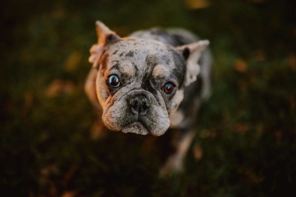 gracie-3