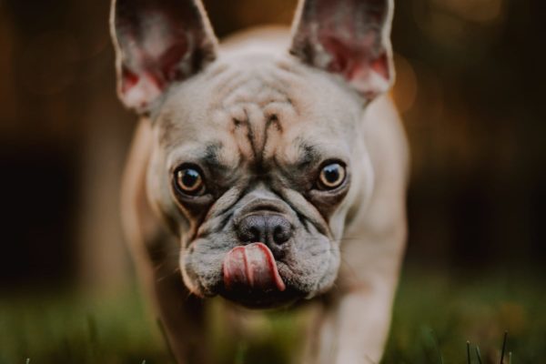 maggie-1