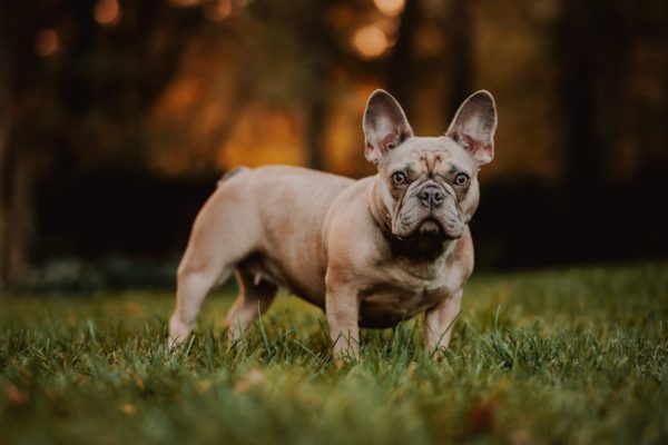 French Bulldog Puppies Available in Kansas City